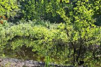 Land for sale in Berkeley County, South Carolina