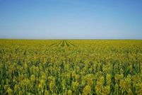 Undeveloped Land for sale in Kiowa County, Colorado