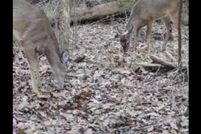 Land for sale in Etowah County, Alabama