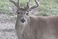 Land for sale in Cherokee County, Texas