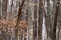 Land for sale in Elbert County, Georgia