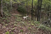 Land for sale in Cocke County, Tennessee