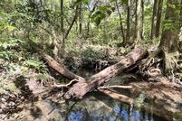 Land for sale in Dale County, Alabama