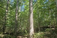 Undeveloped Land for sale in Winston County, Alabama