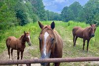 Land for sale in Randolph County, Alabama