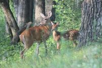 Land for sale in Adams County, Wisconsin