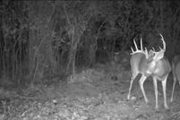 Land for sale in Gladwin County, Michigan