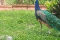 Land for sale in Citrus County, Florida