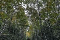 Timberland Property for sale in Washington County, Maine