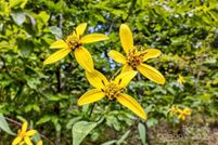 Land for sale in McDowell County, North Carolina