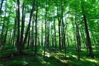 Land for sale in Price County, Wisconsin