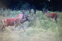 Land for sale in Rusk County, Wisconsin