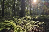 Farm and Ranch for sale in Preston County, West Virginia