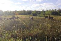 Land for sale in Presque Isle County, Michigan