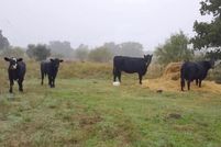 Land for sale in Eastland County, Texas