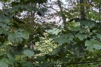 Land for sale in Towns County, Georgia