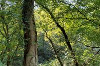 Undeveloped Land for sale in Johnson County, Kentucky