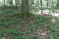 Undeveloped Land for sale in Webster County, West Virginia