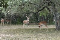 Land for sale in Bee County, Texas