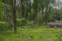 Land for sale in Stoddard County, Missouri