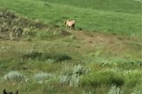 Land for sale in Yellowstone County, Montana