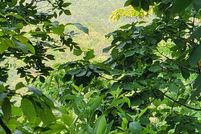 Land for sale in Gordon County, Georgia