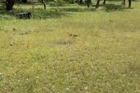 Land for sale in Gillespie County, Texas