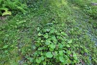 Land for sale in Watauga County, North Carolina