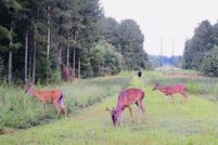 Land for sale in Lamar County, Mississippi