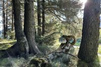 Undeveloped Land for sale in Kenai Peninsula Borough, Alaska