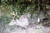 Land for sale in Rockcastle County, Kentucky