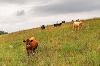 Land for sale in Anderson County, Kentucky