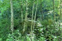 Undeveloped Land for sale in Wise County, Virginia