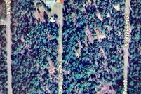 Farm and Ranch for sale in Marion County, Florida