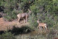 Land for sale in Archuleta County, Colorado