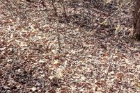 Land for sale in Ozark County, Missouri