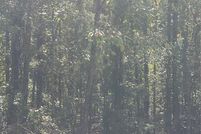 Undeveloped Land for sale in Caddo Parish, Louisiana