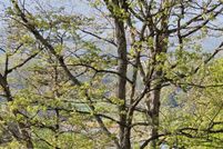 Land for sale in Hamblen County, Tennessee