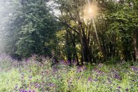 Land for sale in Anderson County, Tennessee