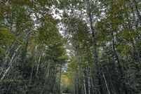 Timberland Property for sale in Washington County, Maine