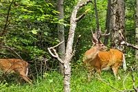 Land for sale in Monroe County, Pennsylvania