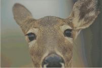 Farm and Ranch for sale in Lackawanna County, Pennsylvania