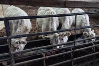 Land for sale in Wayne County, Pennsylvania