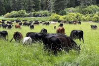 Undeveloped Land for sale in Grant County, Oregon