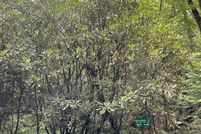 Land for sale in Macon County, North Carolina