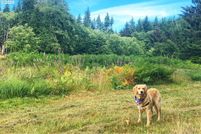 Undeveloped Land for sale in Pacific County, Washington