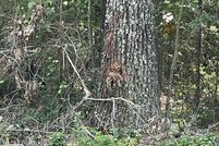 Land for sale in Cleburne County, Arkansas