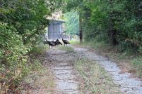 Land for sale in Eastland County, Texas