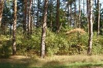 Undeveloped Land for sale in Mecosta County, Michigan