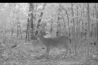 Land for sale in Montcalm County, Michigan